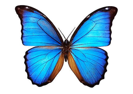 Mariposa azul de Metanoia de Primavera
